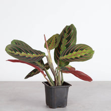 Load image into Gallery viewer, Red Prayer Plant - Live Plant: 3" Pot