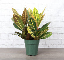 Load image into Gallery viewer, Petra Croton - Live Plant: 3" Pot