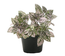 Load image into Gallery viewer, Pink Splash Plant - Live Plant: 3" Pot
