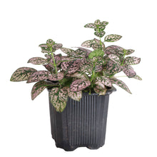 Load image into Gallery viewer, Pink Splash Plant - Live Plant: 3" Pot