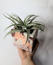 Load image into Gallery viewer, Quinn Square Colored Concrete Planter Vessel | Gold Leaf Pot: Maroon pink white and rose gold / Regular