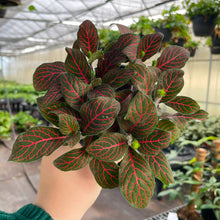 Load image into Gallery viewer, Red Fittonia Nerve Plant - Live Plant: 3" Pot