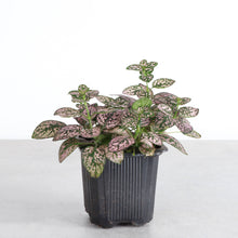 Load image into Gallery viewer, Pink Splash Plant - Live Plant: 3" Pot