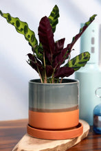Load image into Gallery viewer, Minute Ceramic Planter Indoors 5 Inch Clay Terracotta Pot: Terracotta / 5"