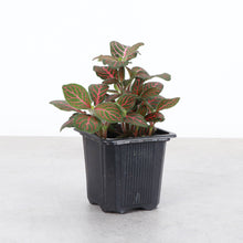 Load image into Gallery viewer, Red Fittonia Nerve Plant - Live Plant: 3" Pot