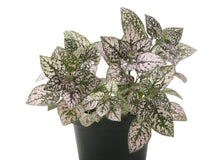 Load image into Gallery viewer, Pink Splash Plant - Live Plant: 3" Pot