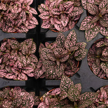 Load image into Gallery viewer, Pink Splash Plant - Live Plant: 3" Pot