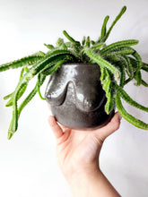 Load image into Gallery viewer, Concrete Lady Boob Pot Drain hole | Breast | Airplant Nipple: Black and pink crackle / No drain hole
