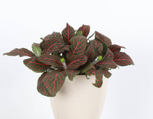Load image into Gallery viewer, Red Fittonia Nerve Plant - Live Plant: 3" Pot