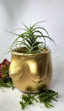 Load image into Gallery viewer, Concrete Lady Boob Pot Drain hole | Breast | Airplant Nipple: Black and pink crackle / No drain hole