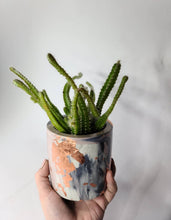 Load image into Gallery viewer, Quinn Square Colored Concrete Planter Vessel | Gold Leaf Pot: Maroon pink white and rose gold / Regular