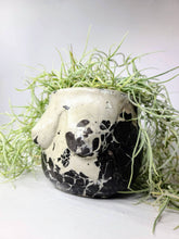 Load image into Gallery viewer, Concrete Lady Boob Pot Drain hole | Breast | Airplant Nipple: Black and pink crackle / No drain hole