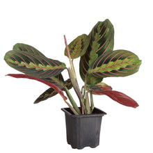 Load image into Gallery viewer, Red Prayer Plant - Live Plant: 3" Pot