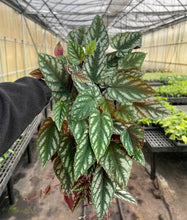 Load image into Gallery viewer, Cissus Discolor - Rex Begonia Vine - Live Plant: 4" Pot