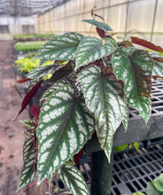 Load image into Gallery viewer, Cissus Discolor - Rex Begonia Vine - Live Plant: 4" Pot