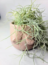 Load image into Gallery viewer, Concrete Lady Boob Pot Drain hole | Breast | Airplant Nipple: Black and pink crackle / No drain hole