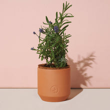 Load image into Gallery viewer, Tiny Terracotta Grow Kit: Live Well Lavender
