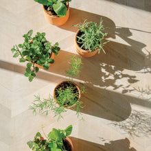 Load image into Gallery viewer, Tiny Terracotta Grow Kit: Live Well Lavender
