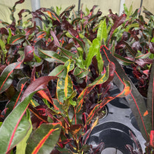 Load image into Gallery viewer, Mammy Croton - Live Plant: 3" Pot
