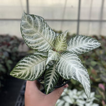 Load image into Gallery viewer, Snow White Zebra Plant - 4" Live Plant

