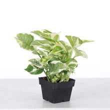Load image into Gallery viewer, Pearls and Jade Pothos - Live Plant: 3" Pot
