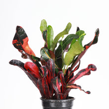 Load image into Gallery viewer, Mammy Croton - Live Plant: 3" Pot
