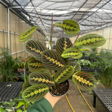 Load image into Gallery viewer, Red Prayer Plant - Live Plant: 3" Pot
