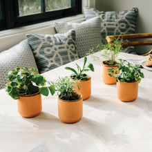 Load image into Gallery viewer, Tiny Terracotta Grow Kit: Live Well Lavender
