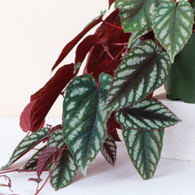 Load image into Gallery viewer, Cissus Discolor - Rex Begonia Vine - Live Plant: 4" Pot
