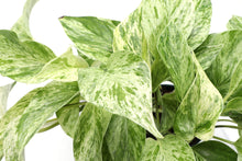 Load image into Gallery viewer, Marble Queen Pothos Plant - Live Plant: 3" Pot
