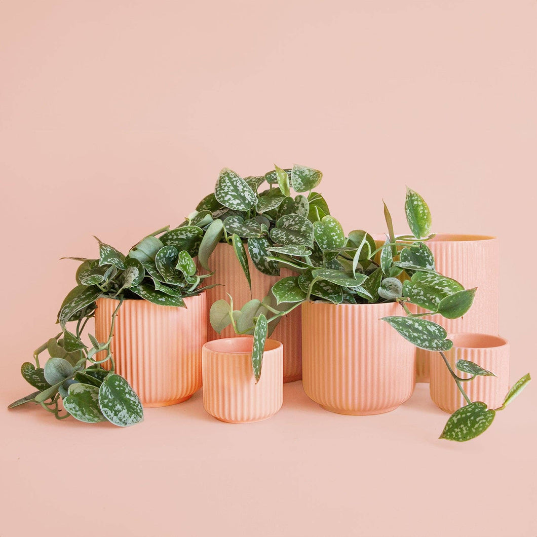 Lucy Planter | Petal Pink: 6.75 inch