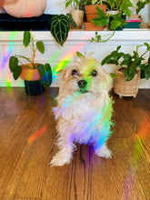 Load image into Gallery viewer, Moth Suncatcher Window Decal
