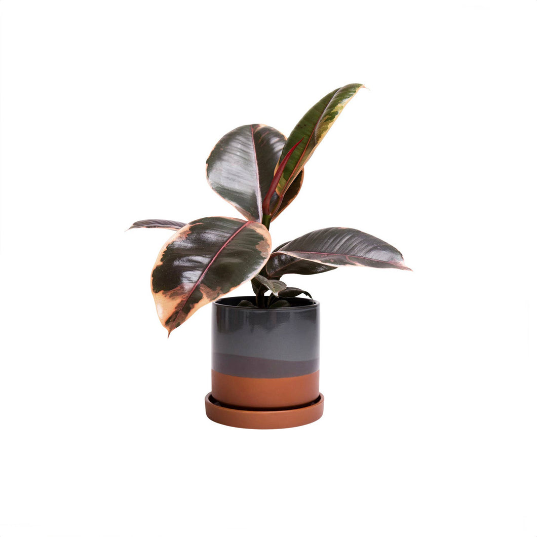 Minute Ceramic Planter Indoors  5 Inch Clay Terracotta Pot: Terracotta / 5