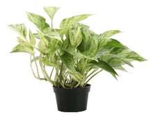 Load image into Gallery viewer, Marble Queen Pothos Plant - Live Plant: 3" Pot
