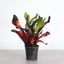 Load image into Gallery viewer, Mammy Croton - Live Plant: 3" Pot
