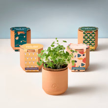 Load image into Gallery viewer, Tiny Terracotta Grow Kit: Good Luck Clover
