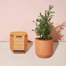 Load image into Gallery viewer, Tiny Terracotta Grow Kit: Live Well Lavender
