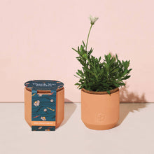 Load image into Gallery viewer, Tiny Terracotta Grow Kit: Good Luck Clover
