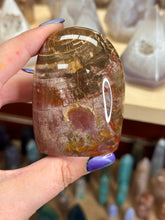 Load image into Gallery viewer, Petrified Wood
