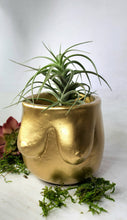 Load image into Gallery viewer, Concrete Lady Boob Pot Drain hole | Breast | Airplant Nipple: Navy/pink/rose gold foil / No drain hole
