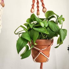 Load image into Gallery viewer, Dual Toned Beaded Plant Hanger for Indoor/Outdoor use : Set of 3: Mystic Combo
