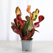 Load image into Gallery viewer, Mammy Croton - Live Plant: 3" Pot
