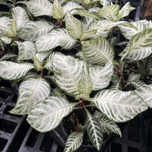 Load image into Gallery viewer, Snow White Zebra Plant - 4" Live Plant
