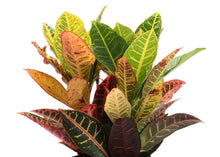 Load image into Gallery viewer, Petra Croton - Live Plant: 3" Pot
