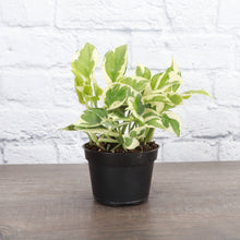 Load image into Gallery viewer, Pearls and Jade Pothos - Live Plant: 3" Pot
