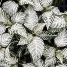 Load image into Gallery viewer, Snow White Zebra Plant - 4" Live Plant
