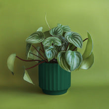 Load image into Gallery viewer, Monroe Planter | Rainforest: 4.5 inch
