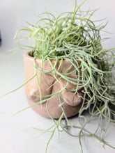 Load image into Gallery viewer, Concrete Lady Boob Pot Drain hole | Breast | Airplant Nipple: Green dark green ash and gold foil / No drain hole
