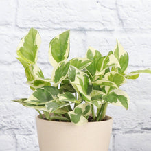 Load image into Gallery viewer, Pearls and Jade Pothos - Live Plant: 3" Pot
