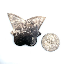 Load image into Gallery viewer, ONE Palmroot (Petrified Palm Tree) Butterfly
